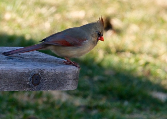 Female Cardinal