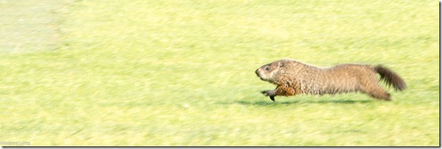 groundhog-3