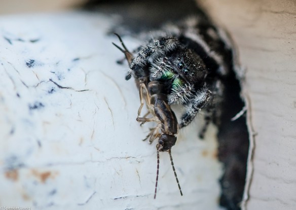 jumpingspider-3