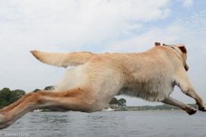 flyingdogs-3