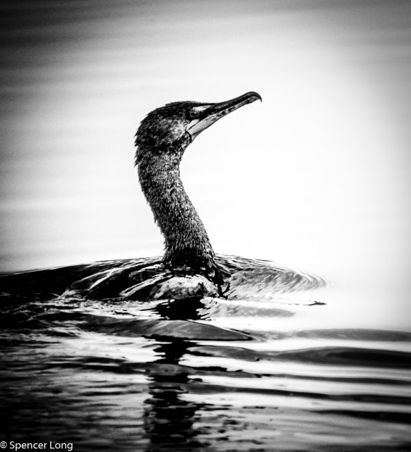 Goose Cormorant-2
