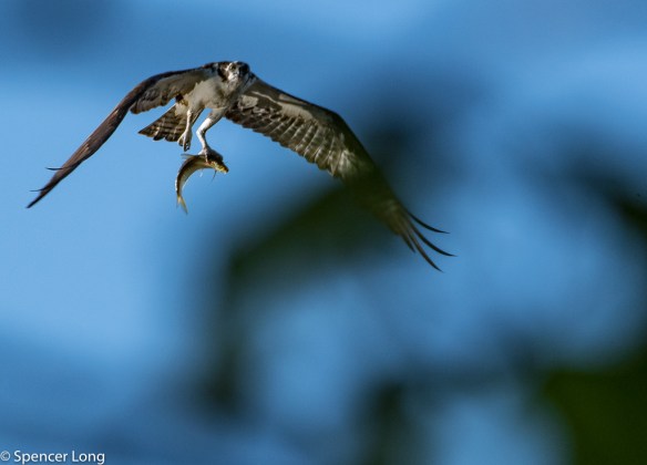 waterfowl.brickyard-58