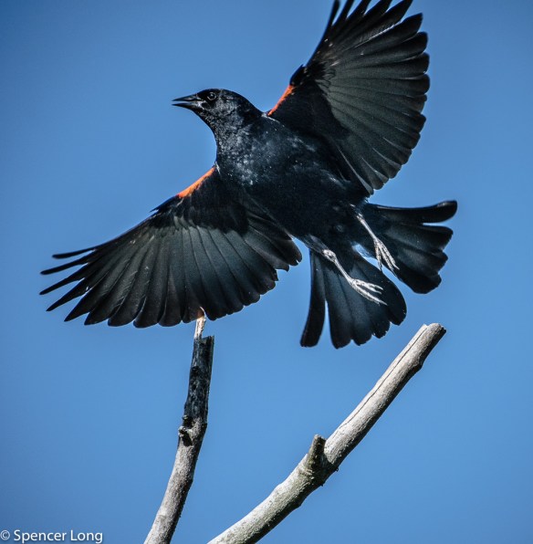 audubon.with.Eric-55