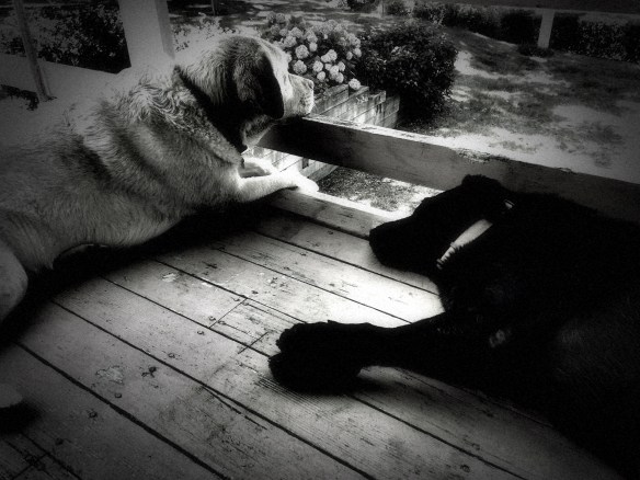 DramaticBlackWhite34471964