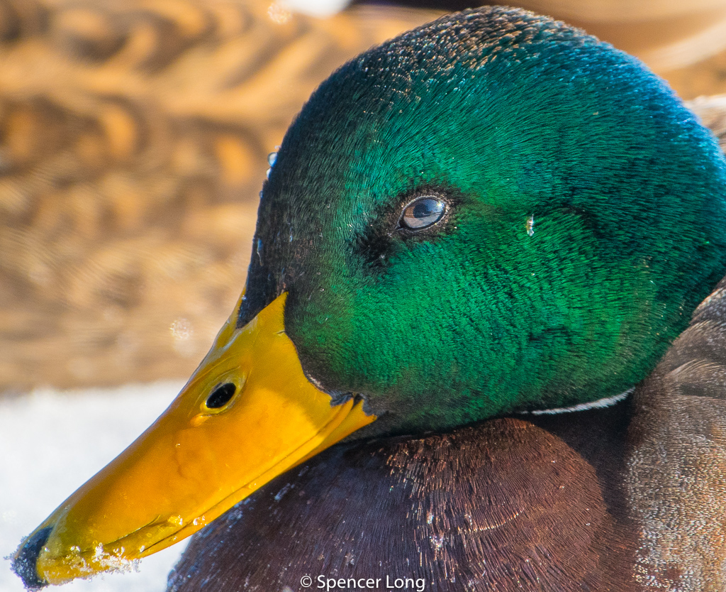 Mallard