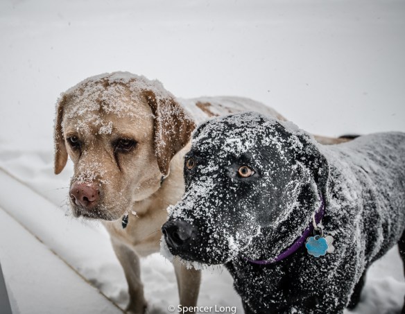 snow.buddies.jpg