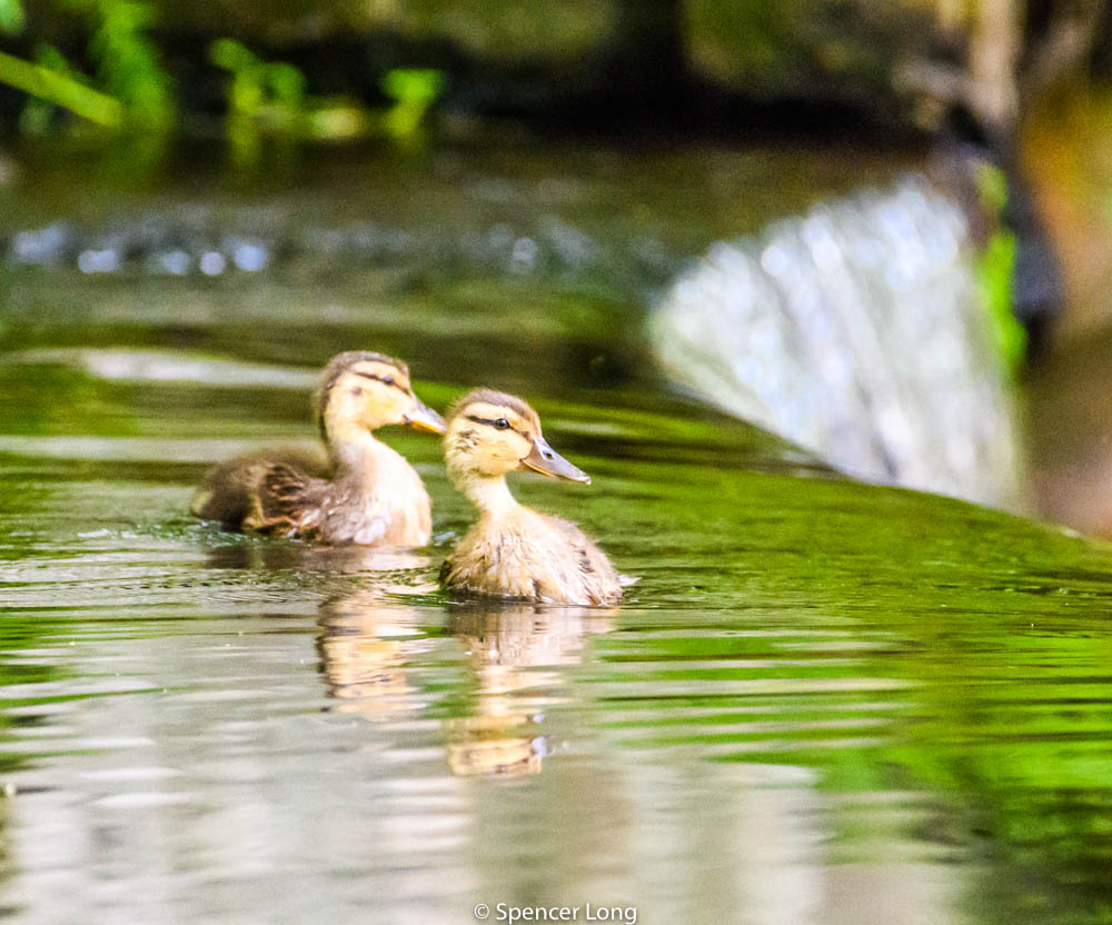 ducklings-2