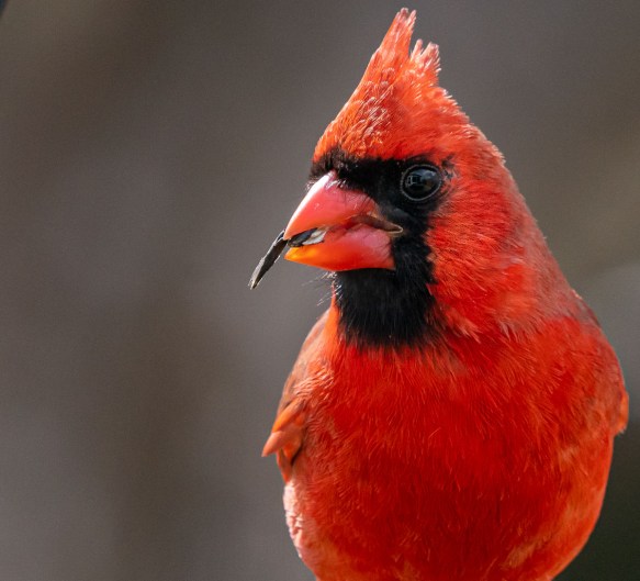 Cardinal